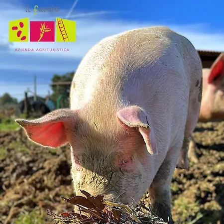 Farm stay Con Cucina Il Favaio Paciano
