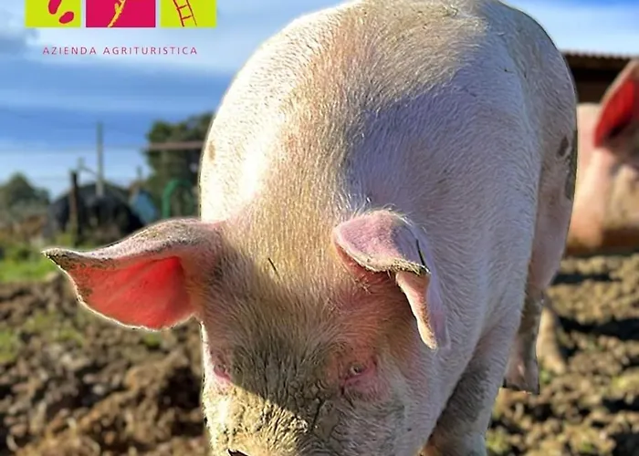 Farm stay Con Cucina Il Favaio Paciano